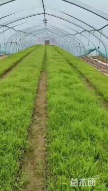 高度15厘米细茎针茅