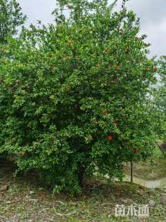 高度150厘米丛生花石榴