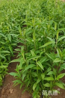 高度20厘米水蓼