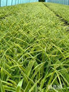 高度10厘米金边吊兰