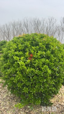 冠幅200厘米大叶黄杨球