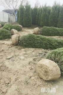 高度100厘米桧柏