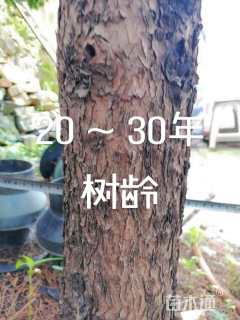 13公分红豆杉