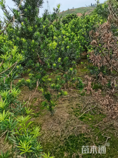 高度50厘米油茶