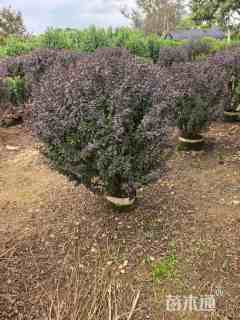 高度80厘米红叶小檗球