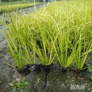 高度30厘米金叶菖蒲