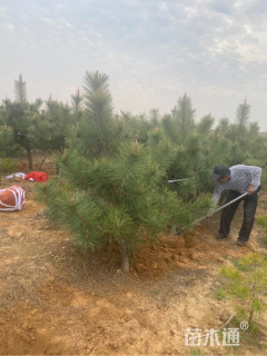 高度1.8厘米黑松