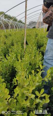 高度70厘米小叶黄杨