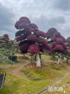 高度250厘米红花继木