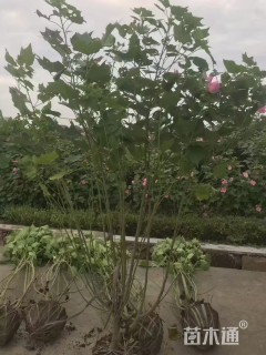 高度180厘米木芙蓉