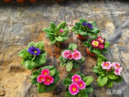 高度11厘米报春花