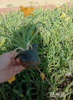 高度30厘米金娃娃萱草