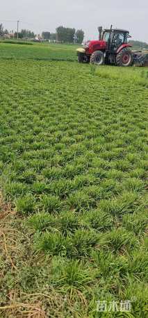 高度15厘米阔叶麦冬