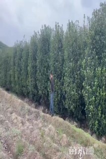 高度300厘米红叶石楠柱