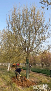 28公分金叶复叶槭