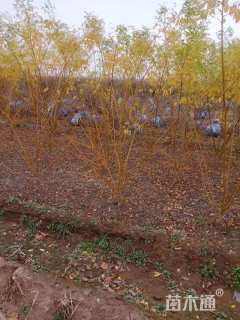 高度120厘米丛生金枝槐