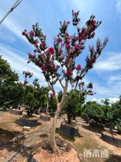 高度300厘米红花紫薇