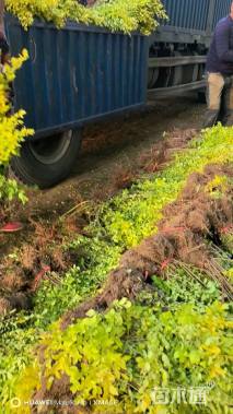 高度50厘米金叶女贞