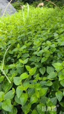 高度30厘米紫花马樱丹