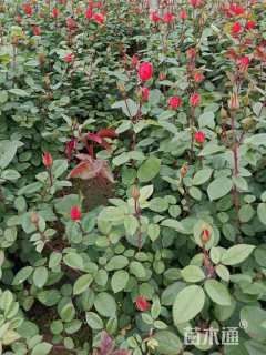 高度40厘米月季小苗