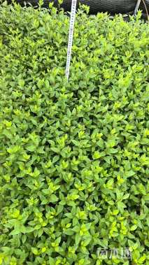 高度30厘米春鹃小苗