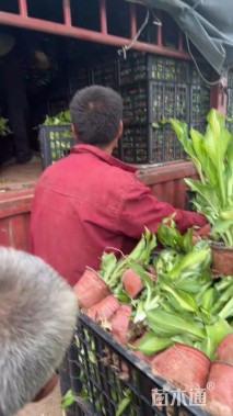 高度20厘米花叶玉簪