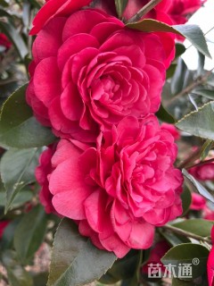 高度200厘米茶花