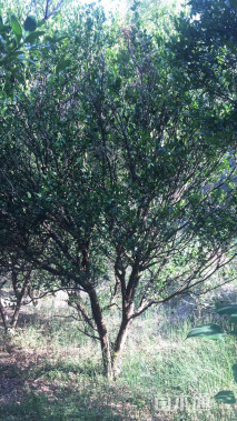 高度350厘米南丰蜜桔