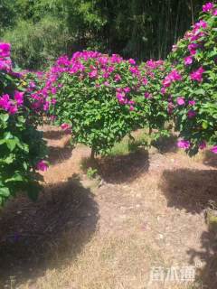 冠幅140厘米三角梅球