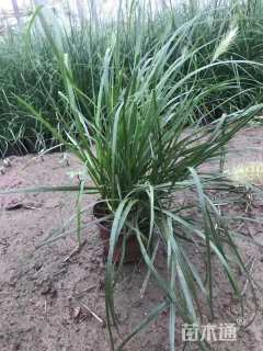 高度25厘米狼尾草