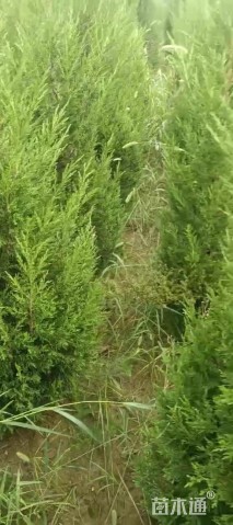 高度200厘米蜀桧