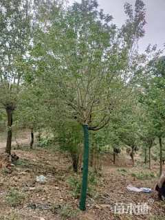 12公分红果冬青