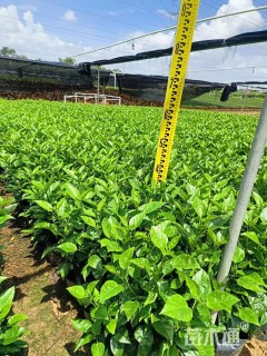 高度35厘米朱槿