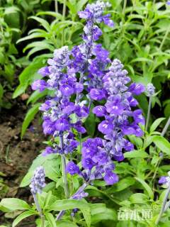 高度20厘米蓝霸鼠尾草