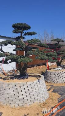 容器苗造型罗汉松