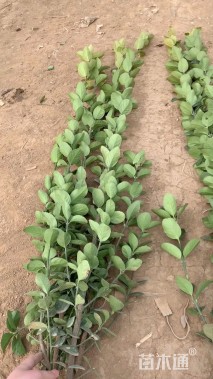 高度100厘米北海道黄杨