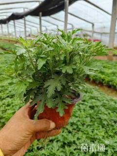 高度20厘米国庆菊