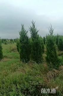高度2.5厘米桧柏
