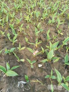 10厘米水生美人蕉