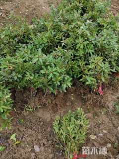 高度30厘米杜鹃