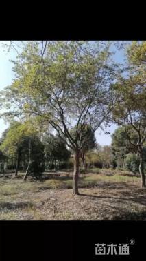 15公分朴树