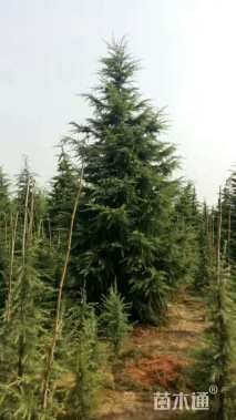 高度700厘米雪松