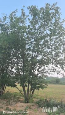 高度750厘米丛生蒙古栎