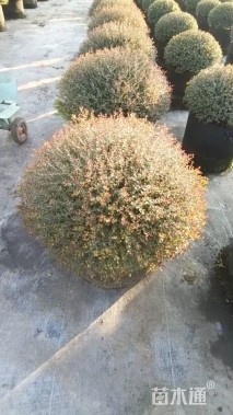 高度1厘米冬青先令球