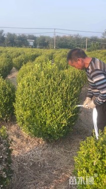 冠幅80厘米瓜子黄杨球