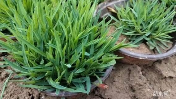 高度5厘米欧石竹