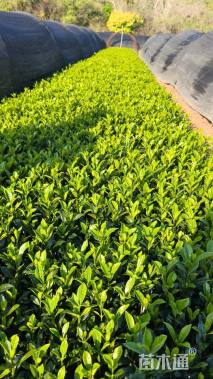 高度20厘米大叶栀子小苗