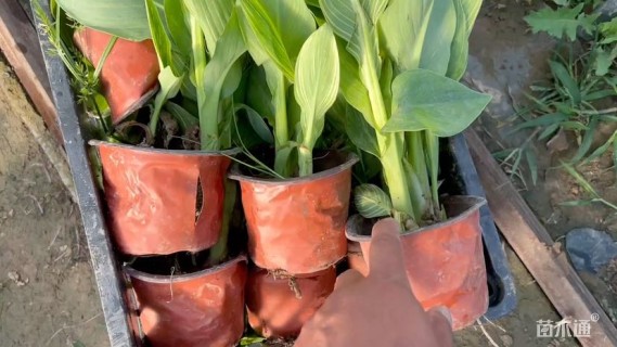 高度70厘米花叶美人蕉