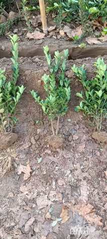 高度80厘米大叶黄杨