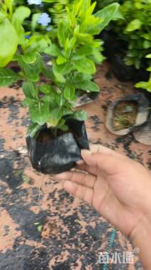 高度20厘米蓝雪花